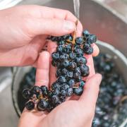 Приготовление вина из винограда в домашних условиях: рецепт Изготовить вино из винограда в домашних условиях
