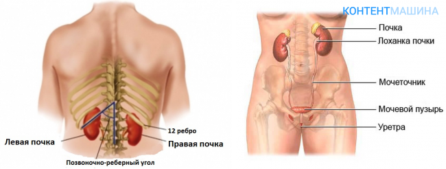 Почки справа у мужчин. Анатомия человека почки расположение. Где находится почки у человека в картинках. Где располагаются почки у человека. Анатомия человека почки расположение и рисунок.