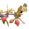 Барбарис сибирский - растение очень востребованное в народной медицине Видео: полезные свойства и применение сибирского барбариса